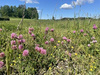 Freizeitgrundstück kaufen in Berg, 450 m² Grundstück